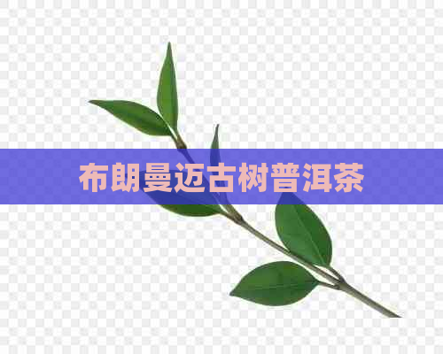 布朗曼迈古树普洱茶