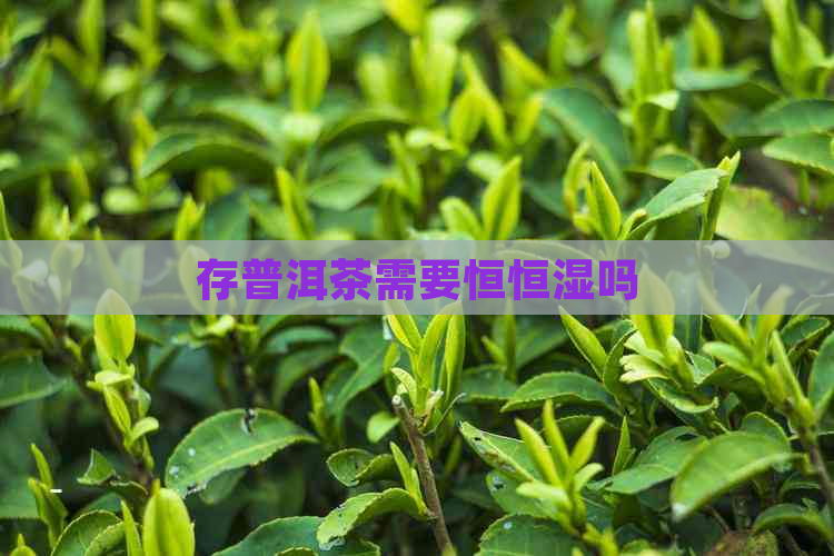 存普洱茶需要恒恒湿吗