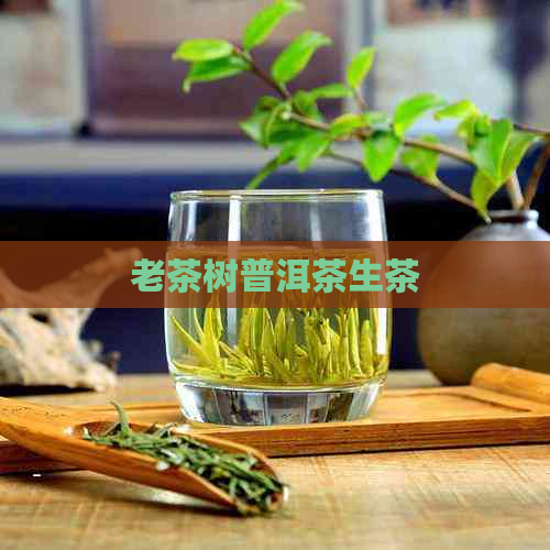 老茶树普洱茶生茶