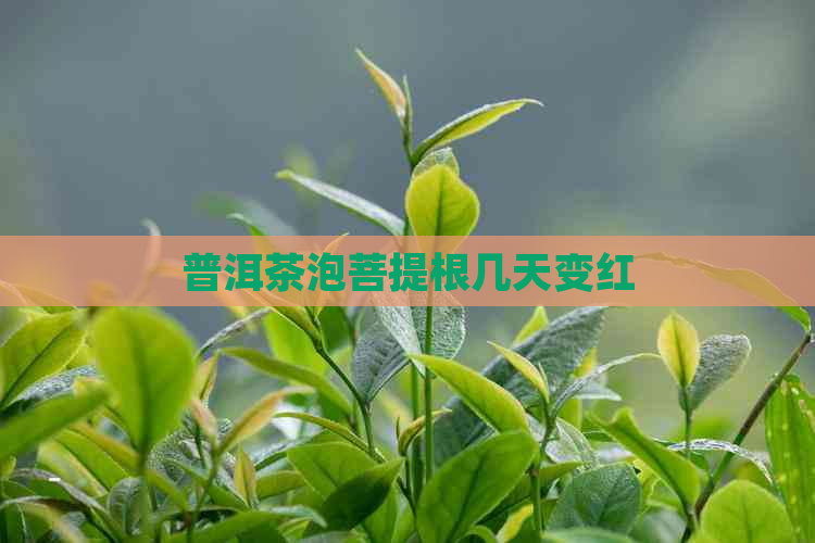 普洱茶泡菩提根几天变红