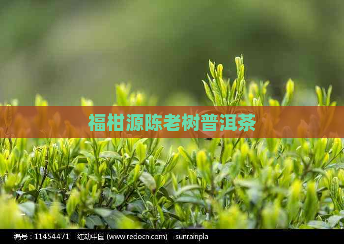 福柑源陈老树普洱茶