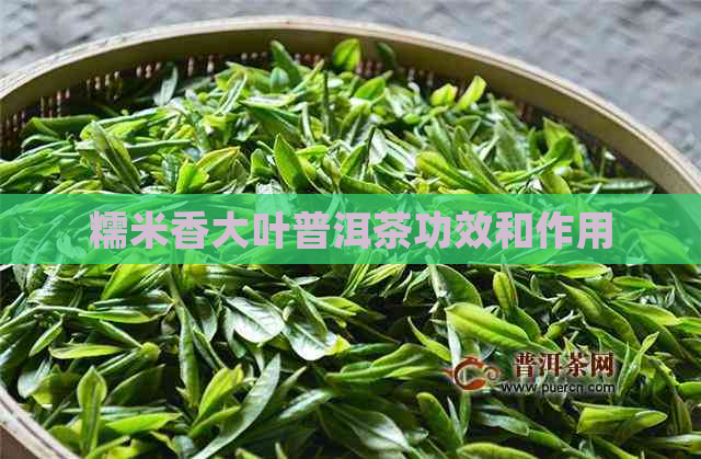 糯米香大叶普洱茶功效和作用