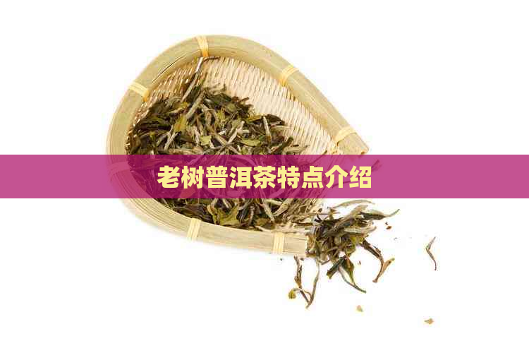 老树普洱茶特点介绍