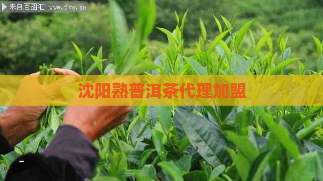 沈阳熟普洱茶代理加盟