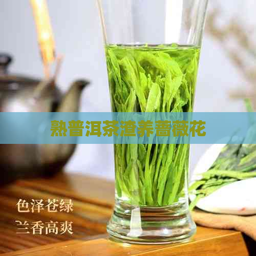 熟普洱茶渣养蔷薇花