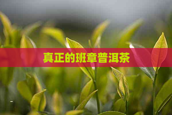 真正的班章普洱茶