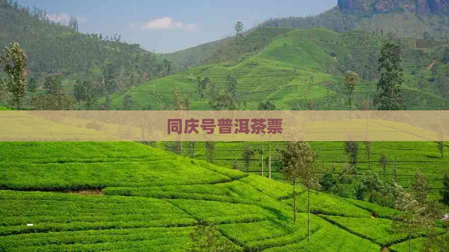 同庆号普洱茶票