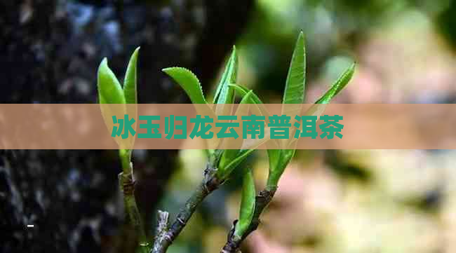 冰玉归龙云南普洱茶