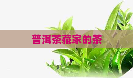 普洱茶藏家的茶