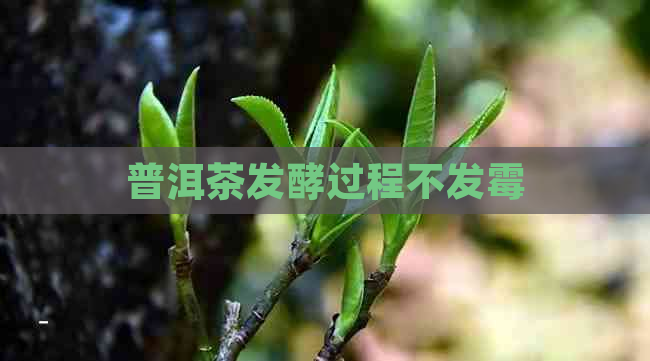 普洱茶发酵过程不发霉