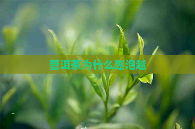 普洱茶为什么越泡越