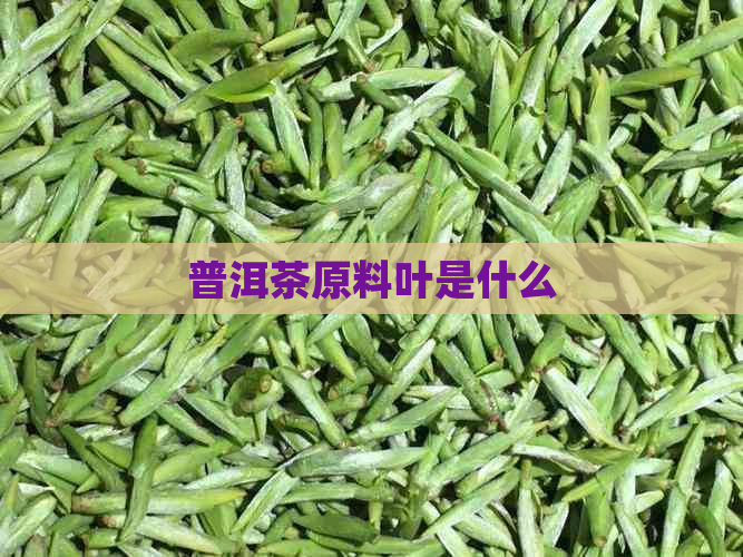 普洱茶原料叶是什么