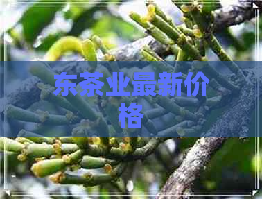 东茶业最新价格