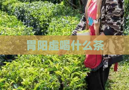 胃阳虚喝什么茶