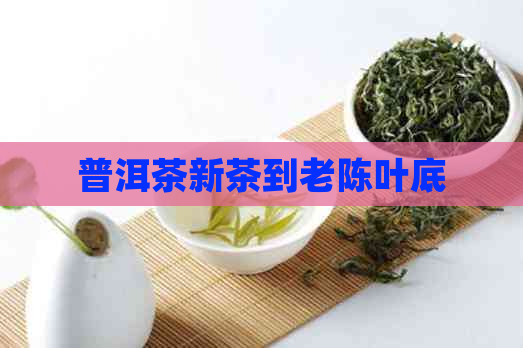 普洱茶新茶到老陈叶底