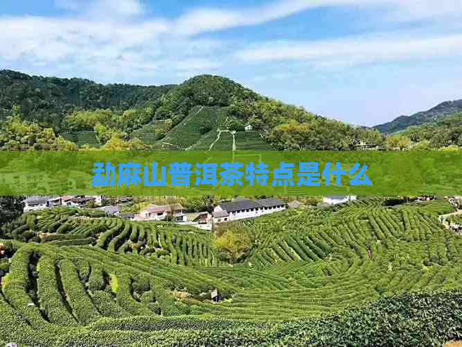 勐麻山普洱茶特点是什么