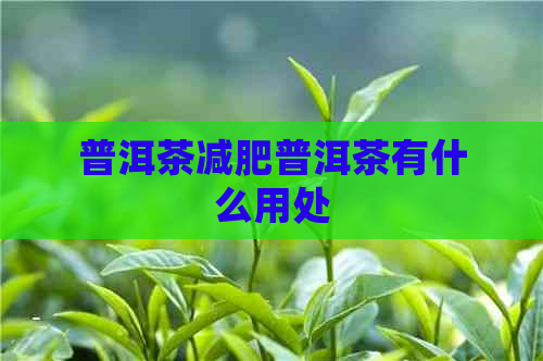 普洱茶减肥普洱茶有什么用处