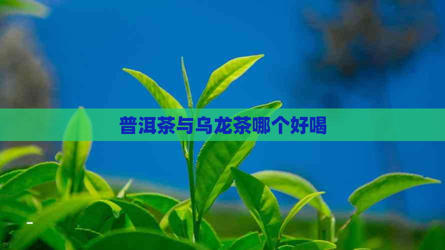 普洱茶与乌龙茶哪个好喝