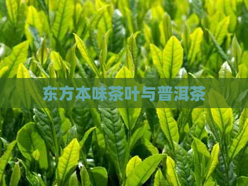 东方本味茶叶与普洱茶