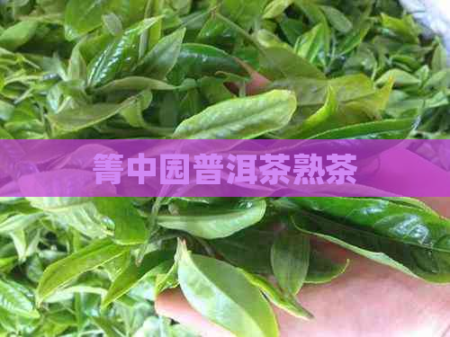 箐中园普洱茶熟茶