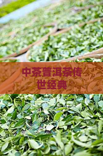 中茶普洱茶传世经典