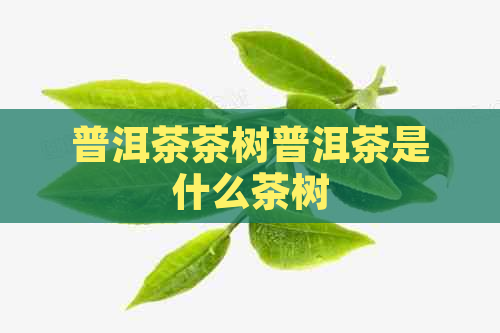 普洱茶茶树普洱茶是什么茶树