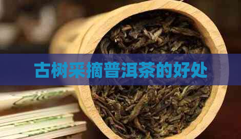 古树采摘普洱茶的好处