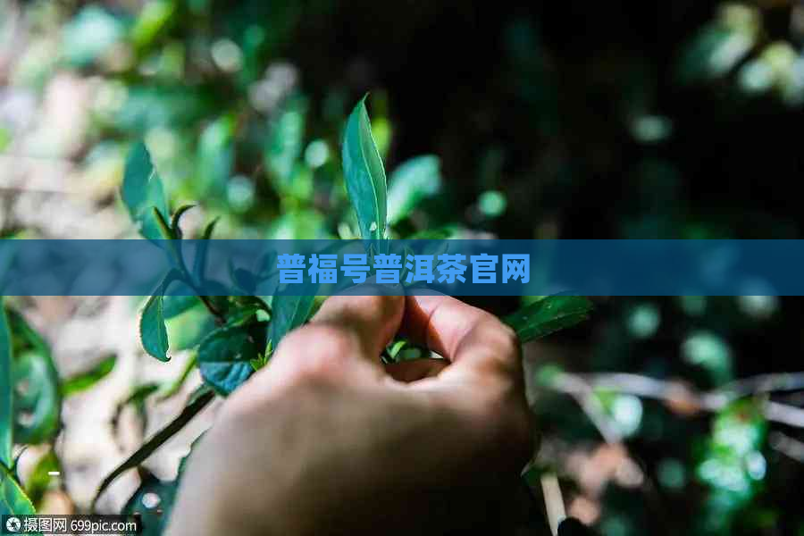 普福号普洱茶官网