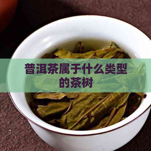 普洱茶属于什么类型的茶树