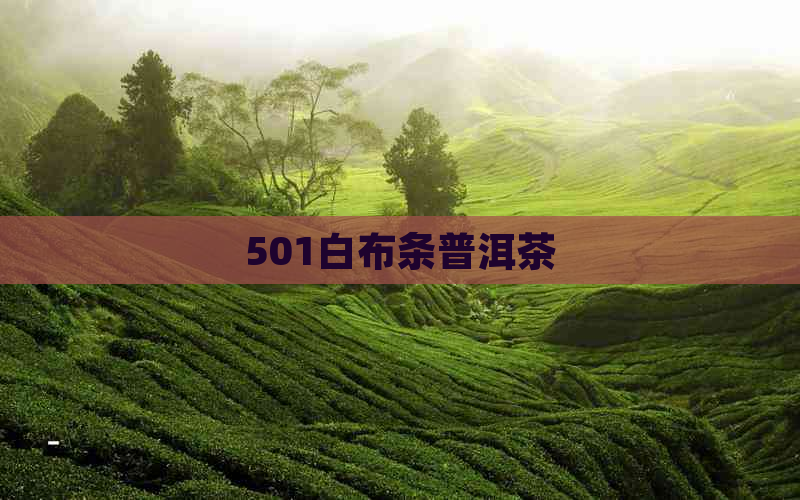 501白布条普洱茶