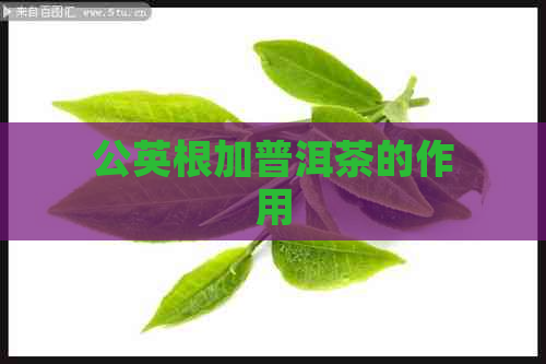 公英根加普洱茶的作用