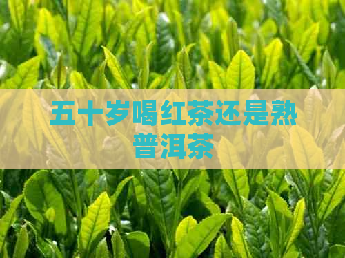 五十岁喝红茶还是熟普洱茶