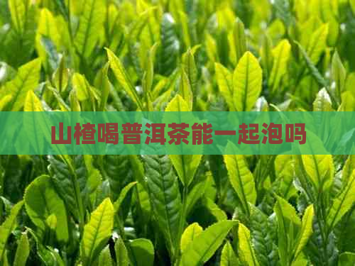 山楂喝普洱茶能一起泡吗