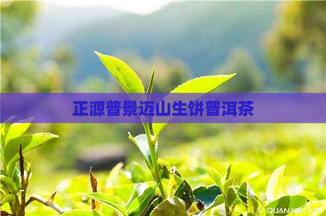 正源普景迈山生饼普洱茶