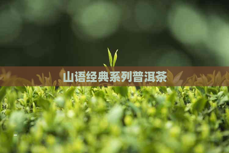 山语经典系列普洱茶