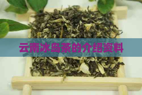 云南冰岛茶的介绍资料