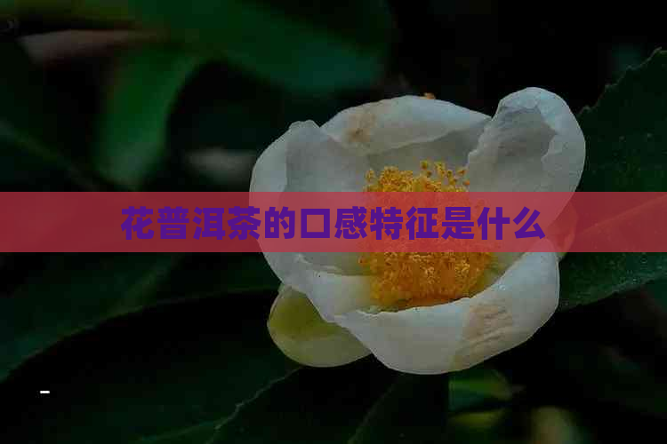 花普洱茶的口感特征是什么