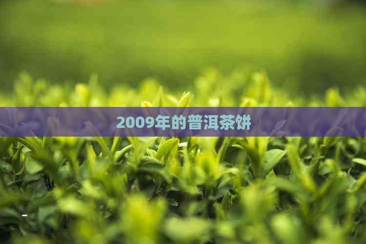 2009年的普洱茶饼