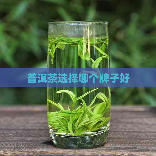 普洱茶选择哪个牌子好