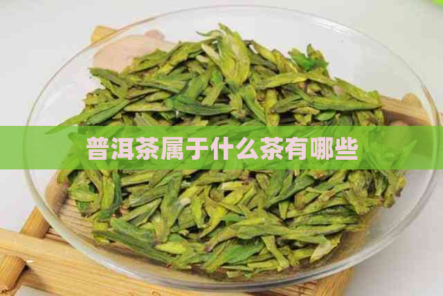 普洱茶属于什么茶有哪些