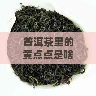 普洱茶里的黄点点是啥