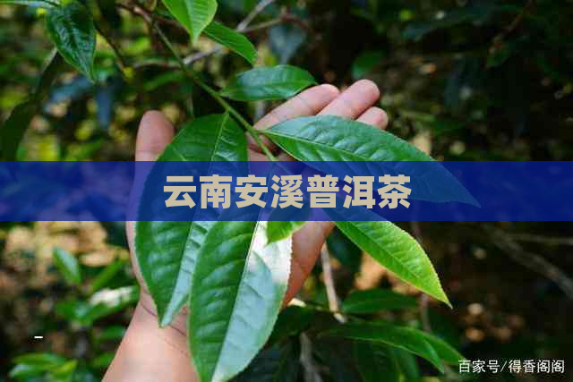 云南安溪普洱茶