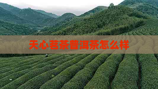 天心茗茶普洱茶怎么样