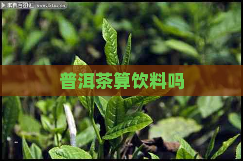 普洱茶算饮料吗