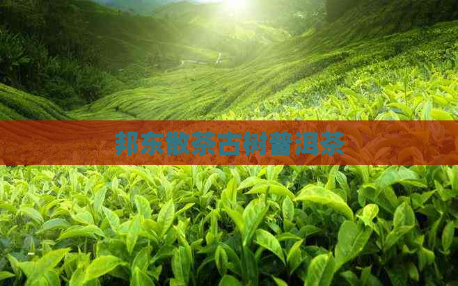 邦东散茶古树普洱茶