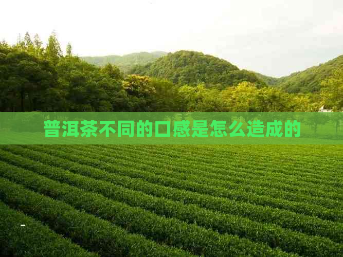 普洱茶不同的口感是怎么造成的