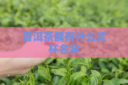 普洱茶都有什么奖杯名字