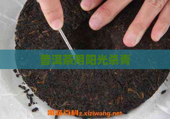 普洱茶用阳光杀青