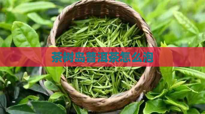 茶树岛普洱茶怎么泡