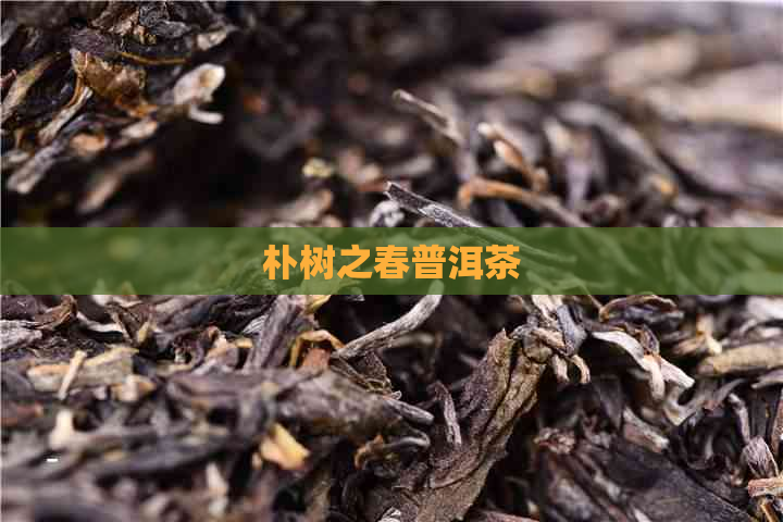 朴树之春普洱茶